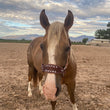 Load image into Gallery viewer, Bronc Halter Lettered