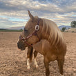 Load image into Gallery viewer, Bronc Halter Lettered