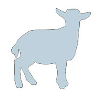 Pygmy Goat 1