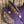 Load image into Gallery viewer, $1,225 - 13.5&quot; Sheridan Barrel Racing Saddle 20lbs
